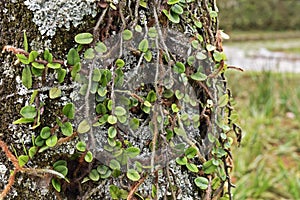 Vine ferns or snakeferns on tree trunk in Pertropolis