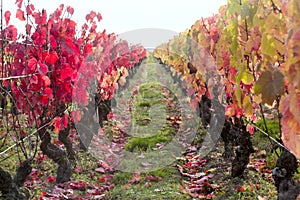 Vine field in autumn