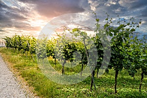 vine field on a vineyard in germany, bergstrasse odenwald during sunset