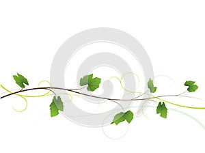 Vine floral background photo