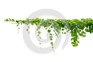 vine frame leaf vine isolates on a white background