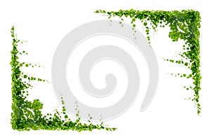 vine frame leaf vine isolates on a white background