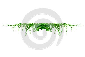 vine frame leaf vine isolates on a white background