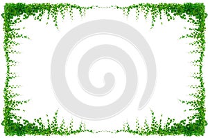 vine frame leaf vine isolates on a white background