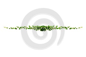 vine frame leaf vine isolates on a white background