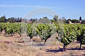 Vine in the Gaillac region in France photo
