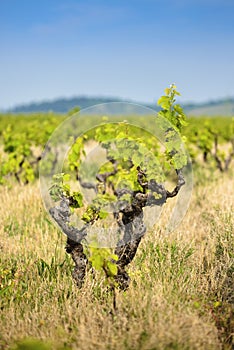 Vine of gamay at Beaujolais, France photo