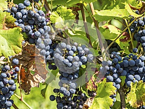 Vine in the garden haverest