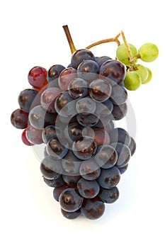 vine grape