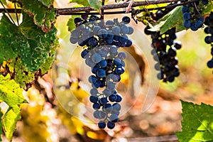 Vine grape fruit plants outdoors. Ripe grapes in the vineyard ready for harvest