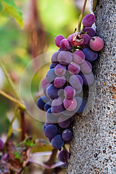 Vine grape fruit plants outdoors. Ripe grapes in the vineyard ready for harvest