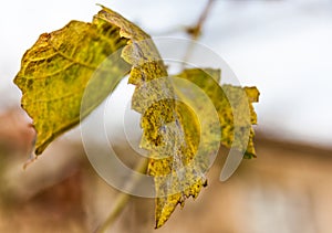 Vine grape leaf