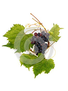 Vine grape and vine leaf photo