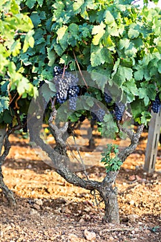Vine grapes on a branch, primitivo of Manduria