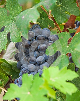 Vine grapes, grape harvest in Italy.