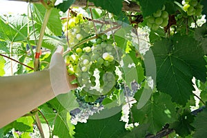 Vine grapes in the hands of a farmer. spring grape vine budding. Green background sunny day. Agriculture season harvesting