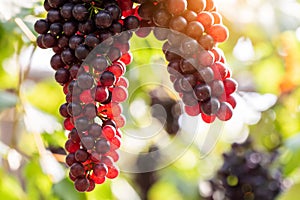 vine grapes at harves