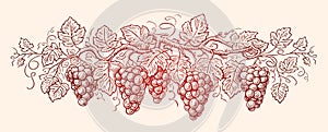 Vine with grapes and leafs. Grapevine, vineyard. Hand drawn sketch vintage vector illustration