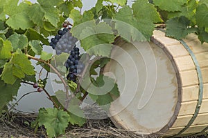 Vine grapes and the wine cask background
