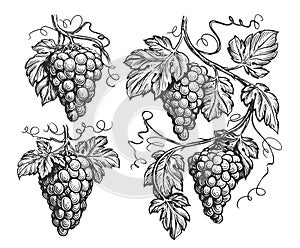 Vine, grapevine sketch illustration isolated. Hand drawn grapes with leaves in vintage engraving style