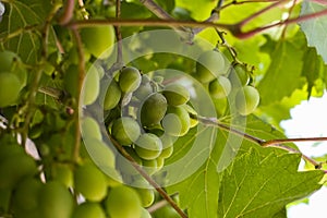 Vine green grapes on a. branch in the sun. Agriculture and grape growing on an industrial scale