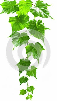 A vine with green leaves
