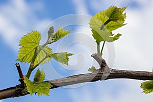 Vine with green leaves on a background of sky