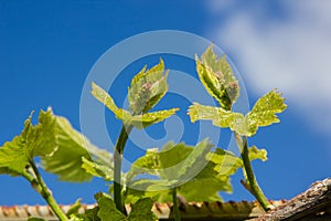 Vine with green leaves on a background of sky