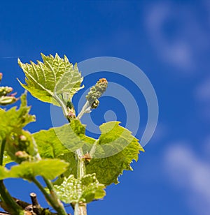 Vine with green leaves on a background of sky