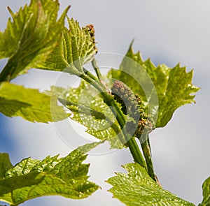 Vine with green leaves on a background of sky