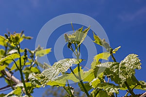 Vine with green leaves on a background of sky