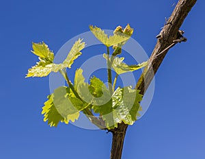 Vine with green leaves on a background of sky