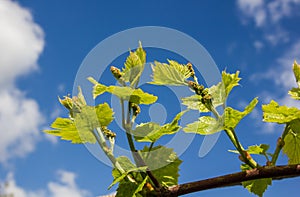 Vine with green leaves on a background of sky