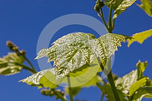 Vine with green leaves on a background of sky