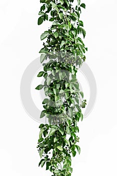 Vine with green leaves, heart shaped, twisted separately on a white background