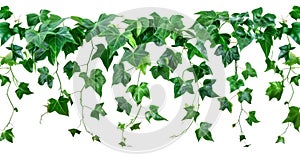 A vine with green leaves isolated from the white background