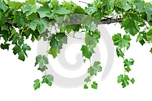 A vine with green leaves isolated from the white background