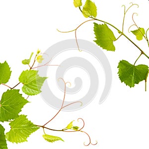 Vine with green leaves isolated on white background. Free space for text. Collage