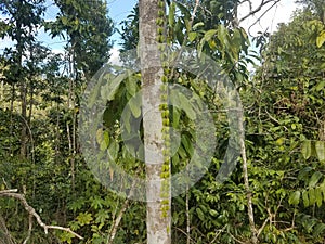 Vine with green leaves and trees in the Guajataca forest in Puerto Rico