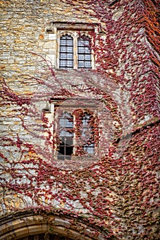 Vine growing along Hever Castle.