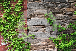 Vine growing on brick and stone wall