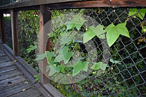 A Vine Growing Through the Fence on a Bridge