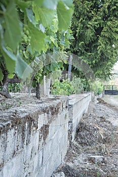 Vine with growing grapes and later ripening photo