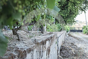 Vine with growing grapes and later ripening photo