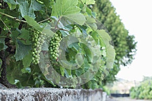 Vine with growing grapes and later ripening photo