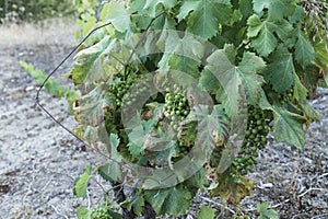 Vine with growing grapes and later ripening photo