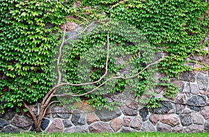 Vine growing on a rock wall