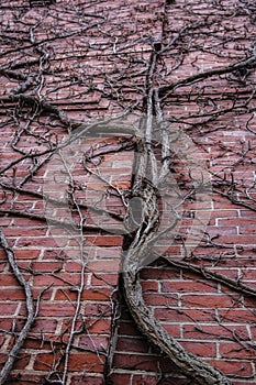 Vine growing on the side of a brick wall