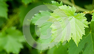 Vine growing in vineyard. Grape leaves