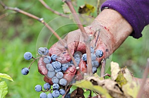 Vine harvesting in Bulgaria Merlot cluster in woman's hand